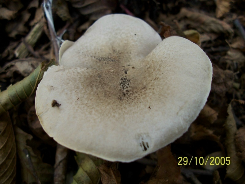 Tricholoma scalpturatum